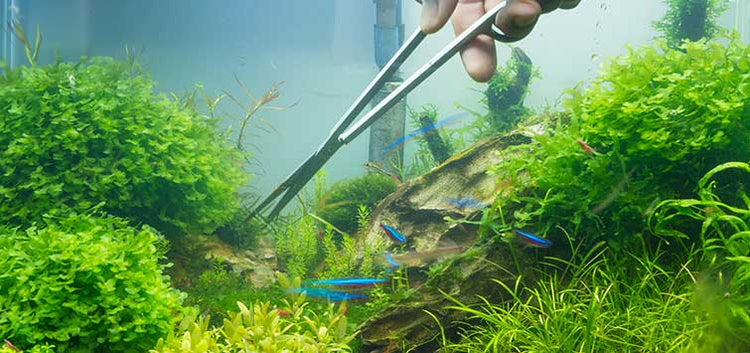 Value Plant Bundles