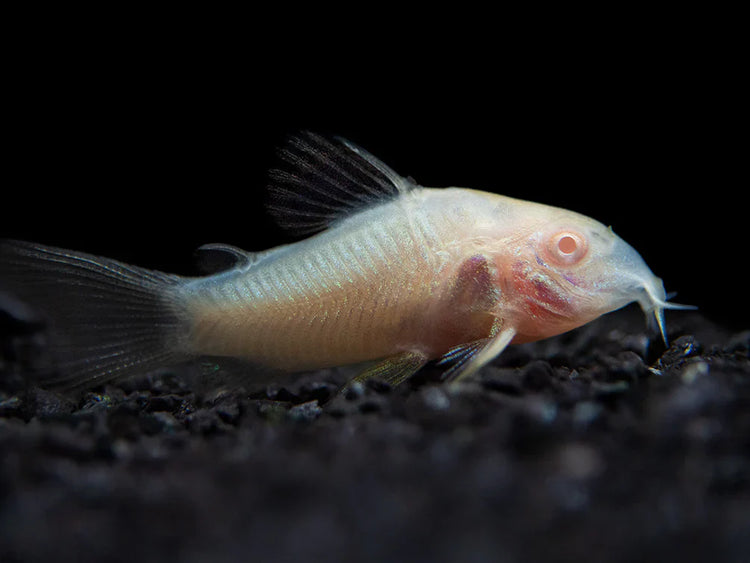 Catfish