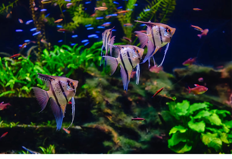 All Live Fish