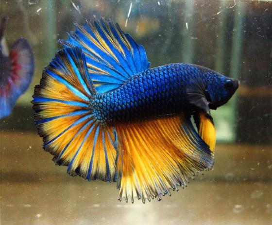 Betta's