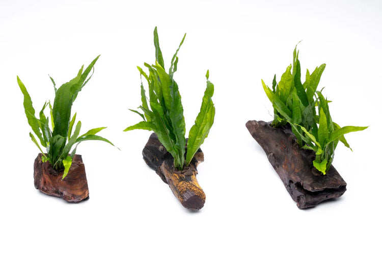 Attached Plants