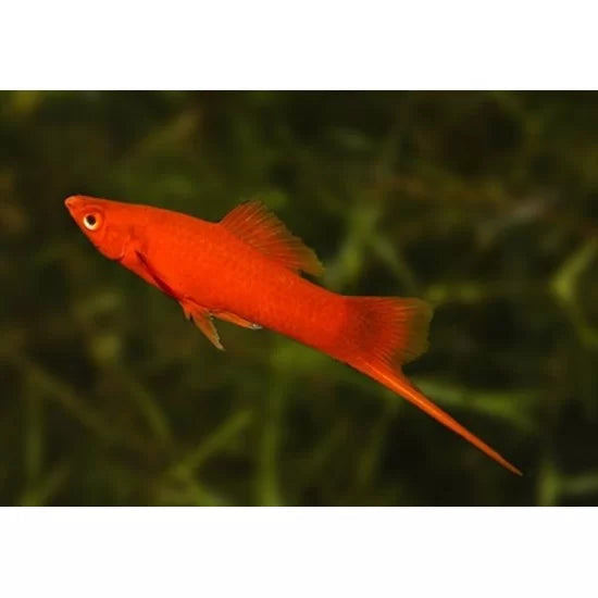 4.5cm Red Swordtail (Ungendered)