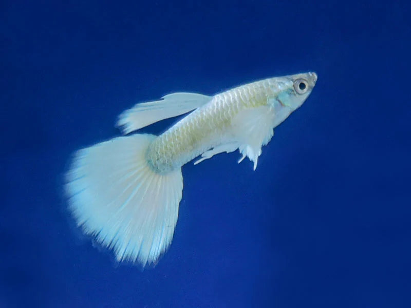 Platinum Snow White Guppies Breeding Pair (HIGH GRADE)