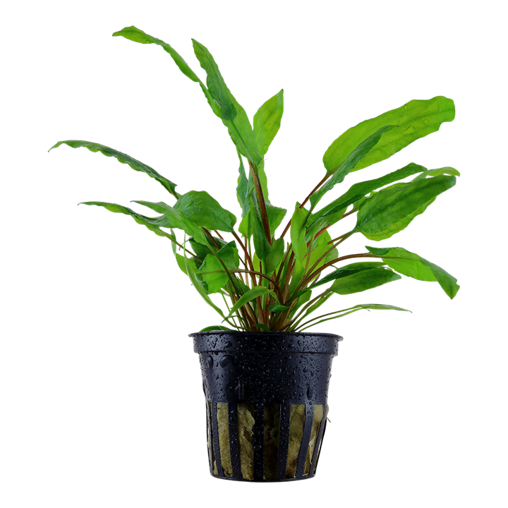 Assorted Crypts (Cryptocoryne Wendtii)