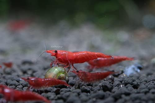Red Cherry Shrimp (High - Medium Grades)