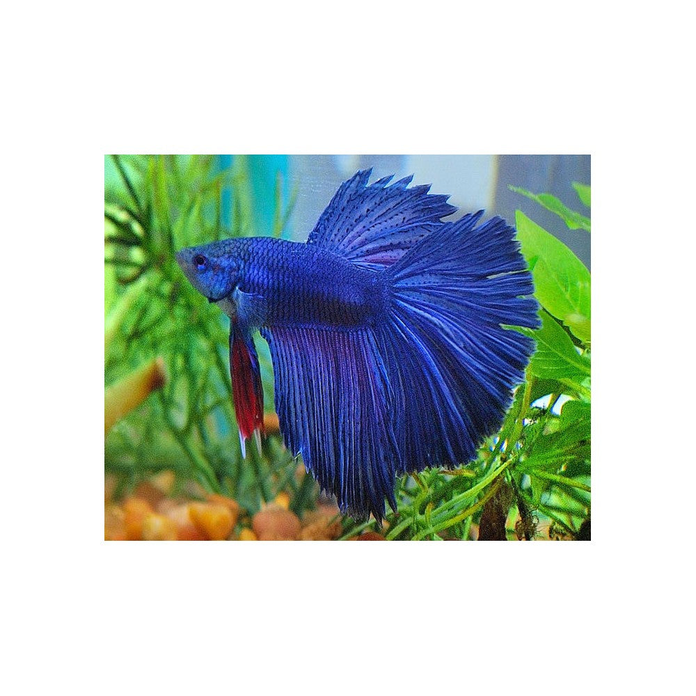 6cm Cambodian Male Betta