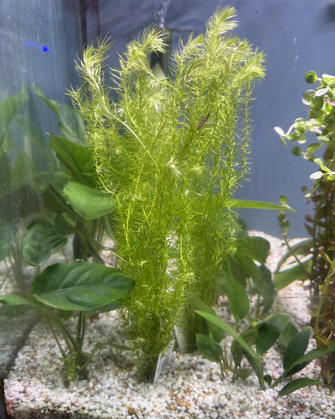 Filigree Milfoil