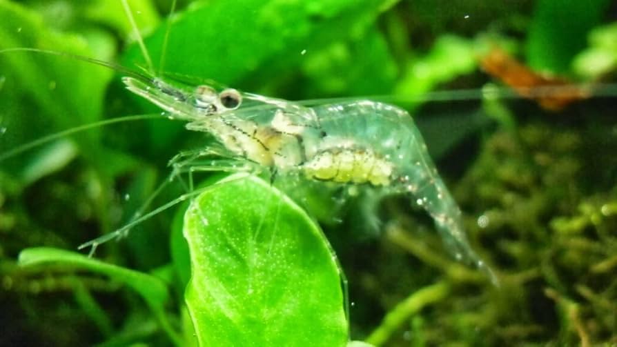 Ghost Shrimp