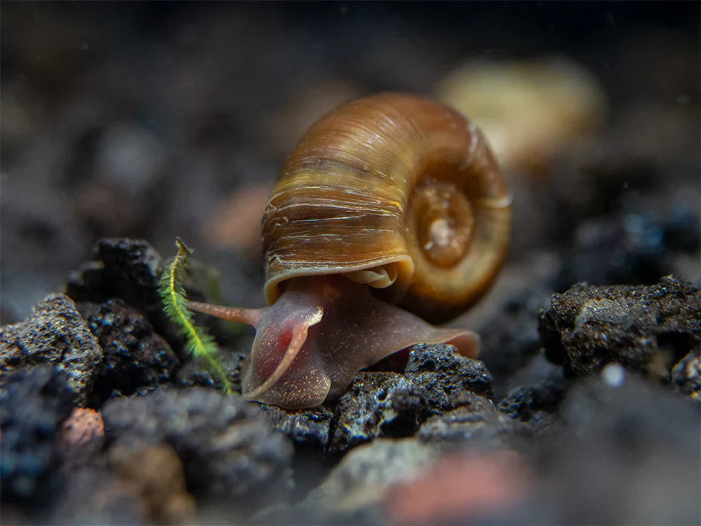 Free Brown Ramshorn Snails