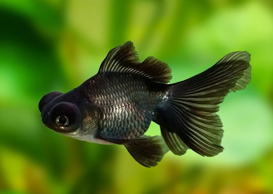 5cm Black Moor Goldfish