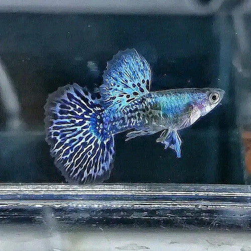 Blue Dragon Dumbo Guppy (Rare/Developed Strain) ** Avalible To Preorder**