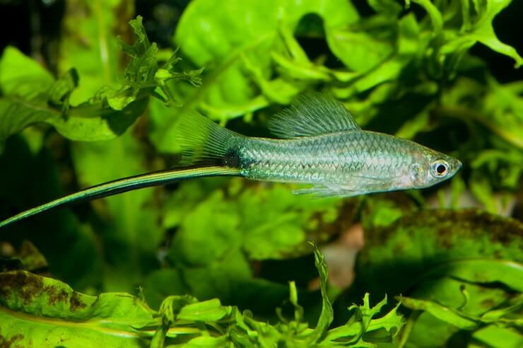 4.5cm Neon Green Swordtail (Ungendered)