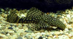 Common Bristle-Nosed Catfish