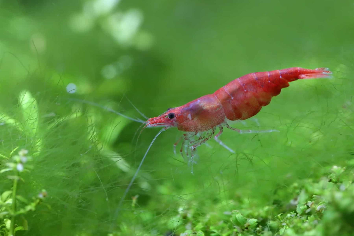 Red Cherry Shrimp (High - Medium Grades)