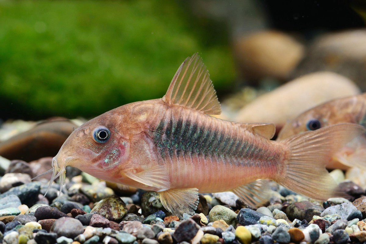 Bronze Corydoras Catfish