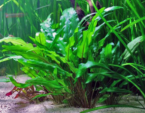 Assorted Crypts (Cryptocoryne Wendtii)