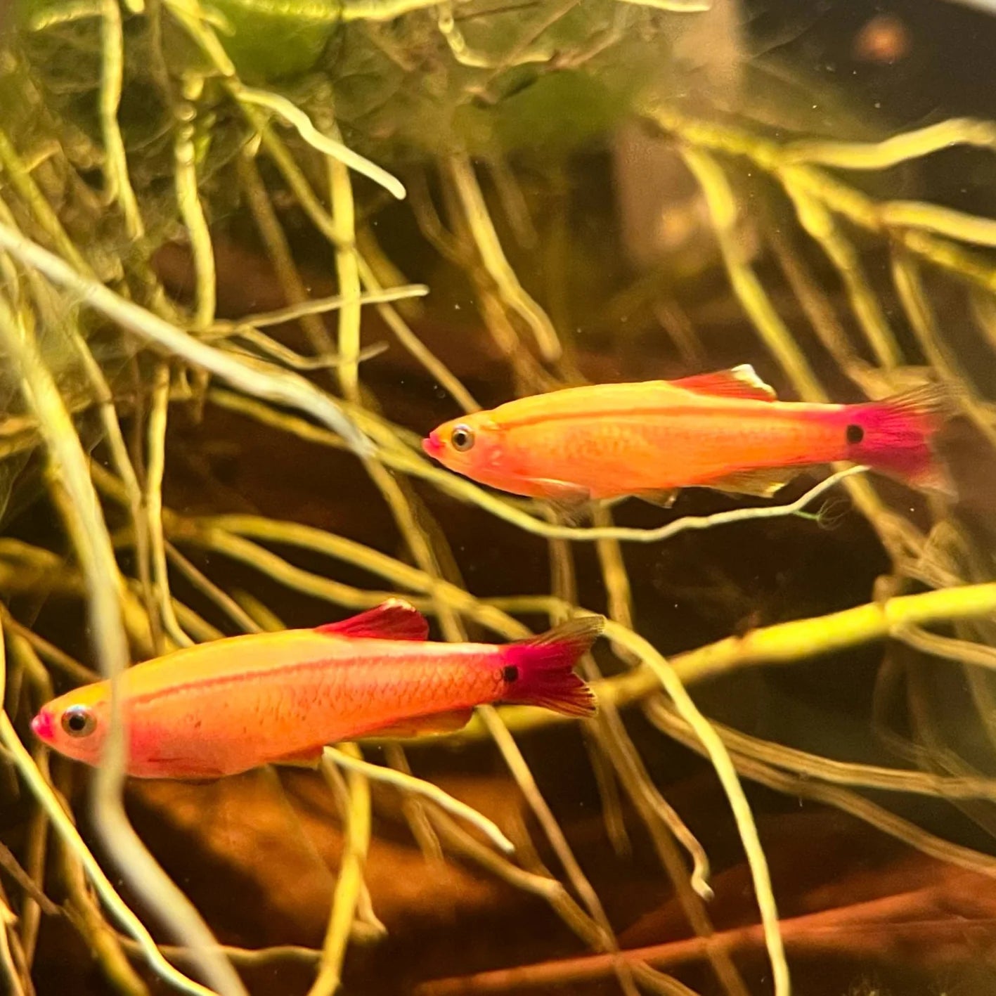 Gold White Cloud Minnow 2.5cm
