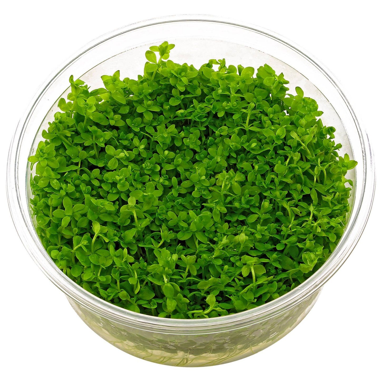 Monte Carlo Tissue Culture