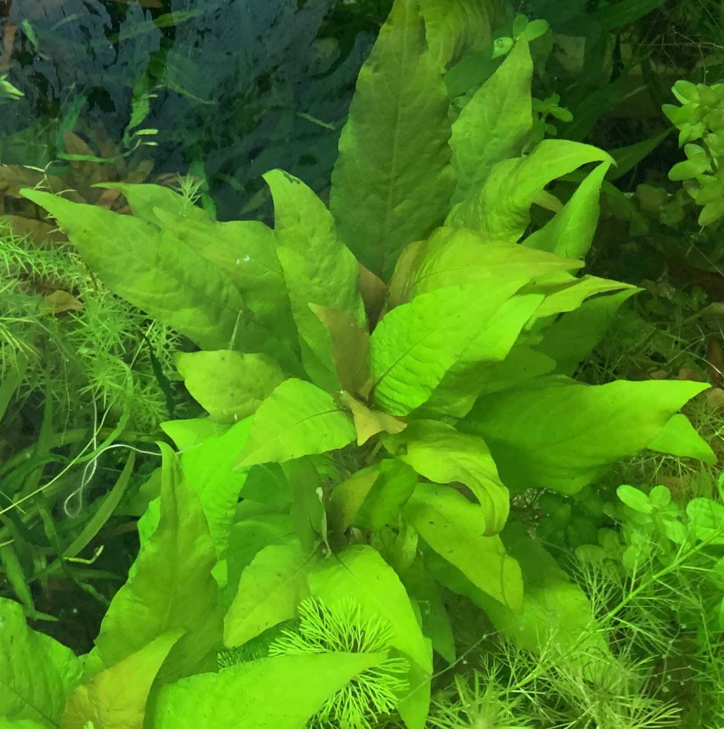 Temple Plant (Hygrophila Corymbosa)