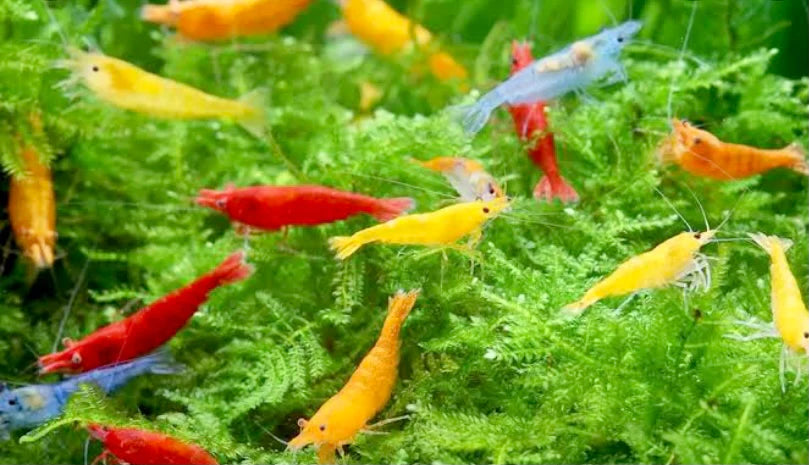 Mixed Shrimp Culls (Live)