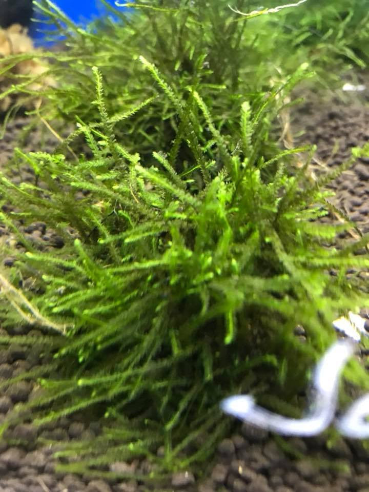 Java Moss