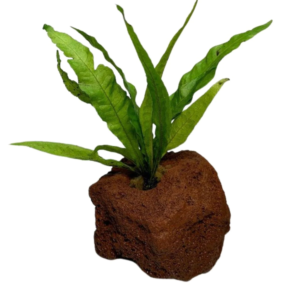 Java Fern On Rock
