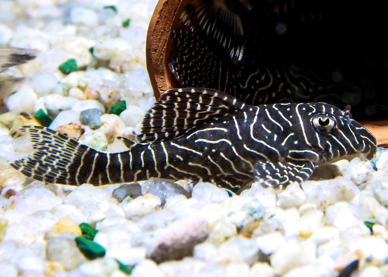 White King Tiger Pleco (L333)
