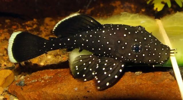 Peppermint Pleco (L181)