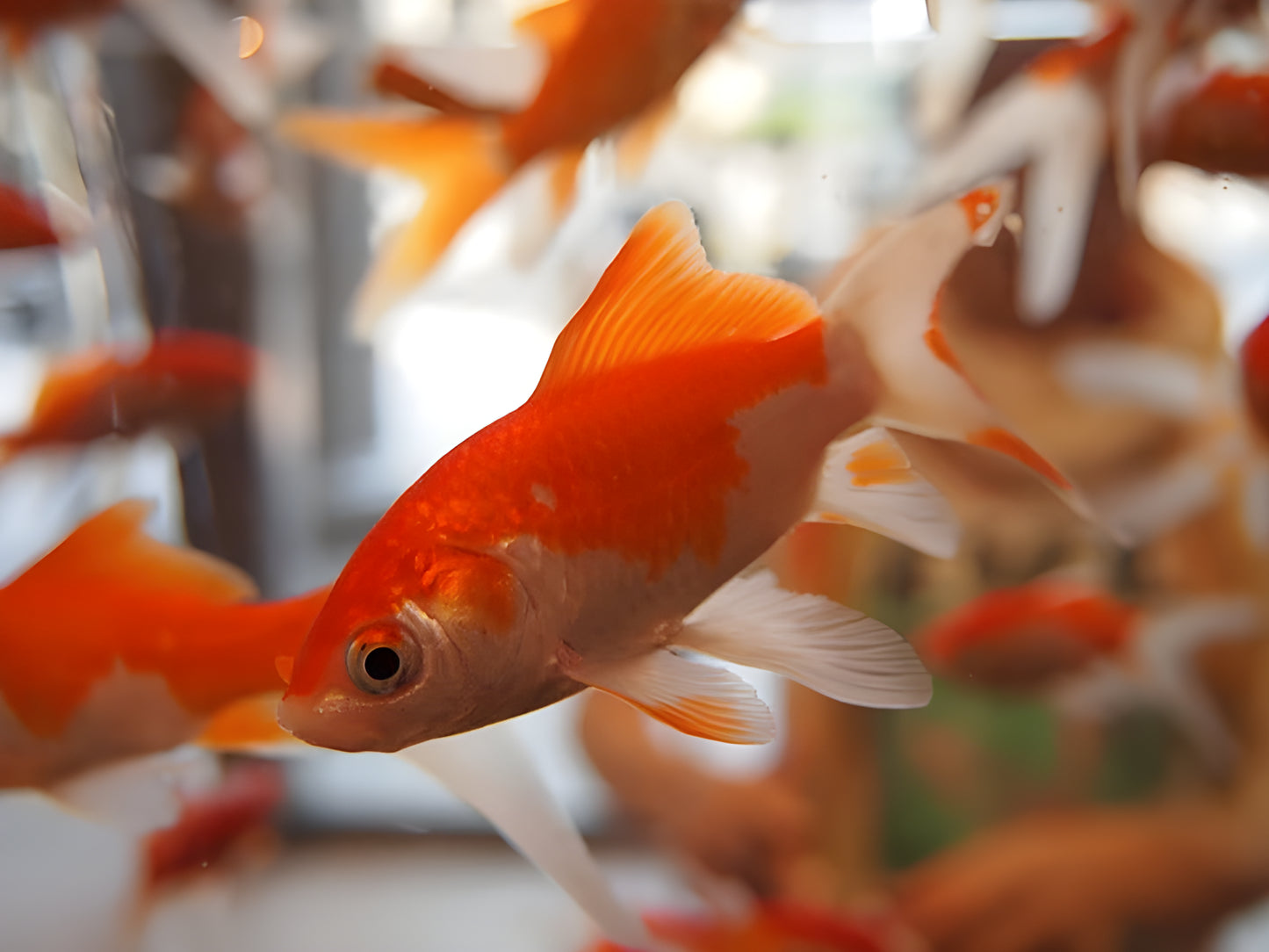 5cm Assorted Comet Goldfish