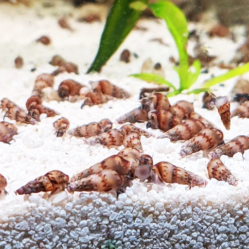 Malaysian Trumpet Snails