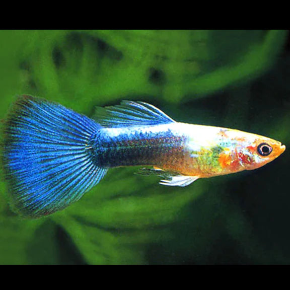 3cm Male Blue Neon Guppy