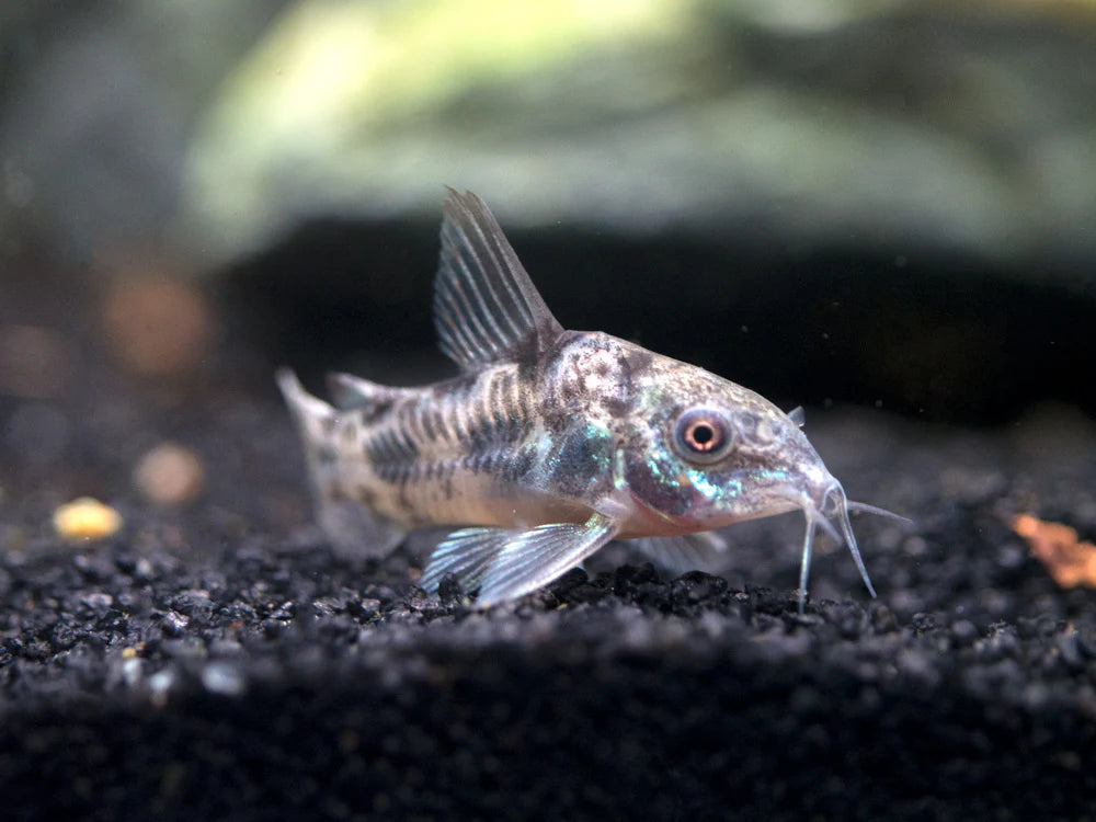 Peppered Corydoras Catfish