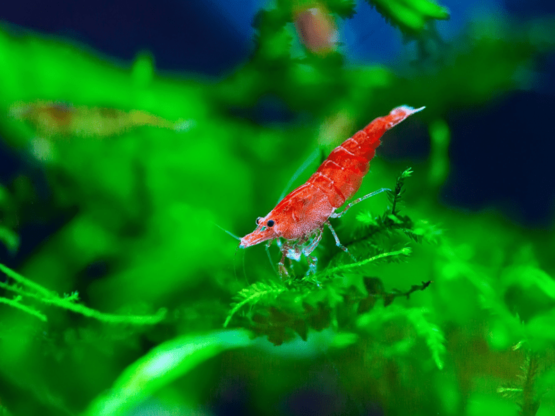 Red Cherry Shrimp (High - Medium Grades)