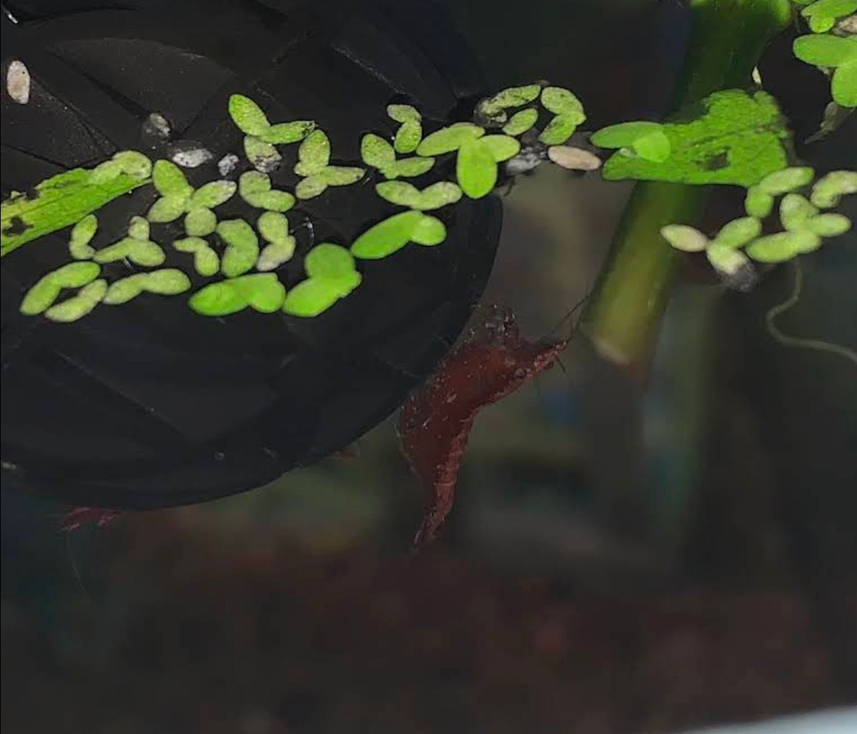 Red Cherry Shrimp (High - Medium Grades)