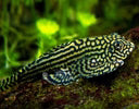 Reticulated Tiger Hillstream Loach (sewellia lineolata) - HOME BRED - (SOLD OUT!)