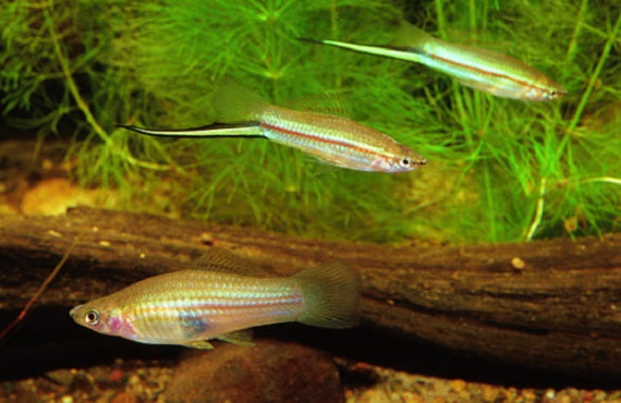 4.5cm Neon Green Swordtail (Ungendered)