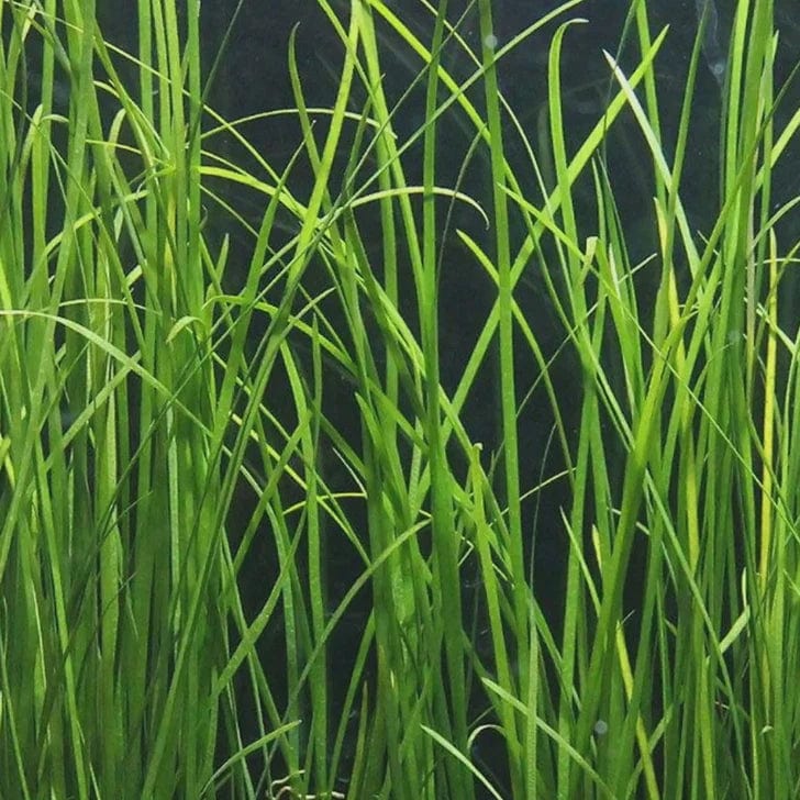 Vallisneria - Thin/Giant/Corkscrew/Contortionist