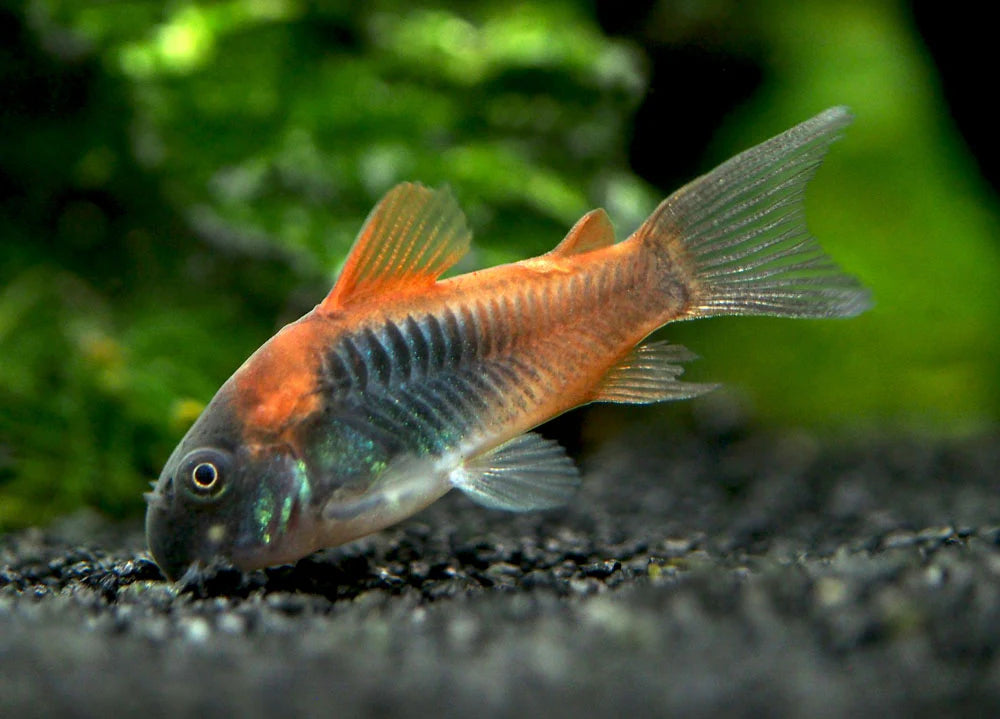 2cm Orange Venezuelan Cory