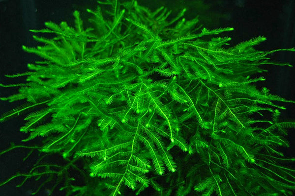 Java Moss