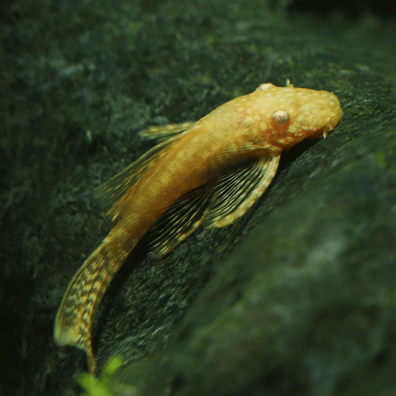 Albino Bristle-Nosed Catfish