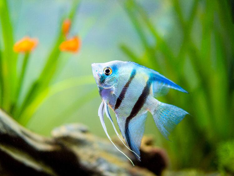 Piony Blue Angelfish