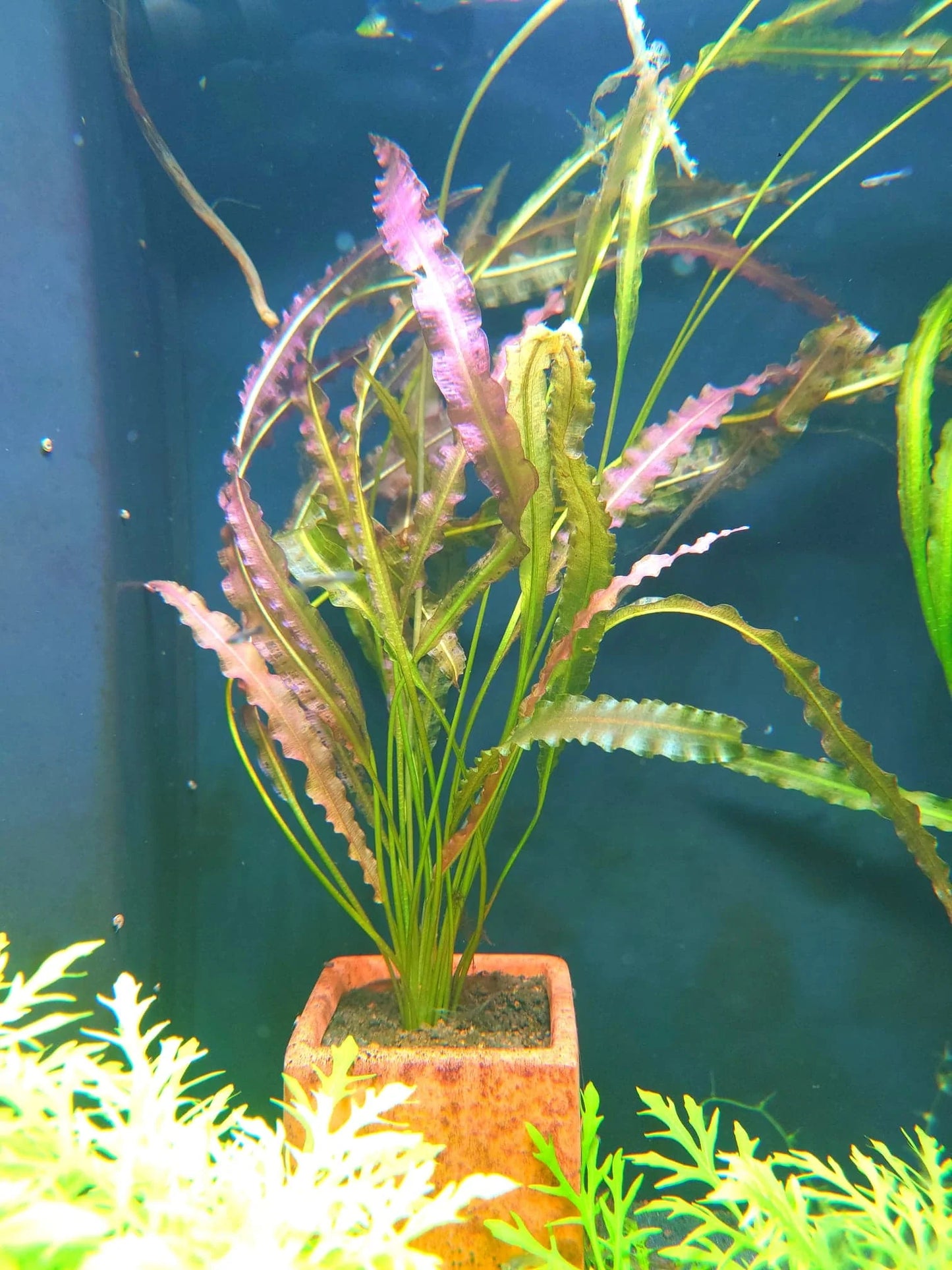 Ruffled Sword Plant (Aponogeton Crispus)