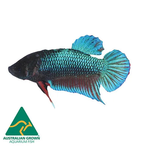 Assorted Female Betta