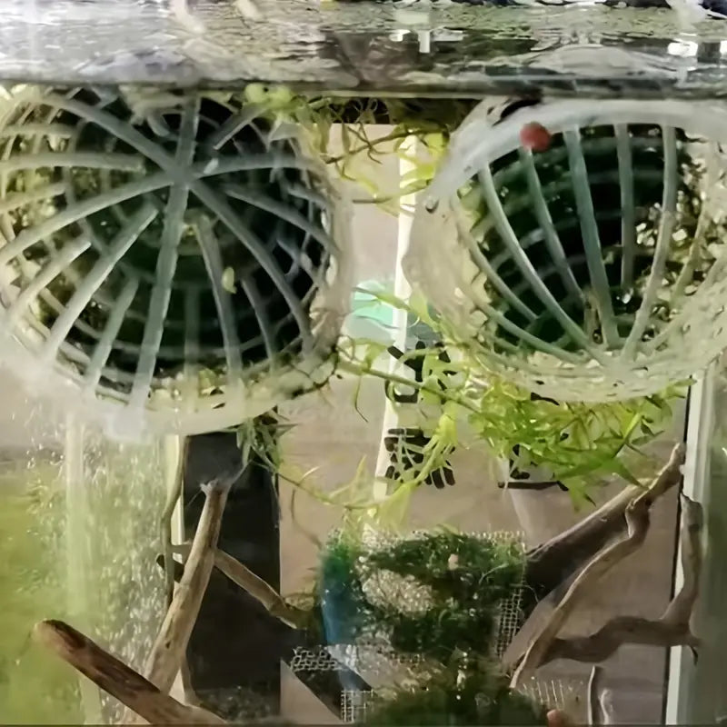 Moss Ball Container