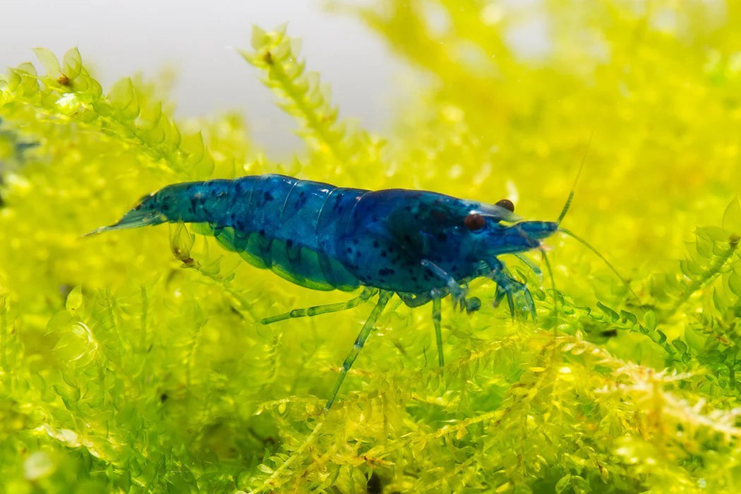 Blue Cherry Shrimp (High - Medium Grade)