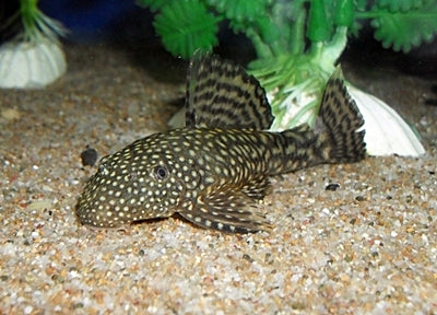 Common Bristle-Nosed Catfish
