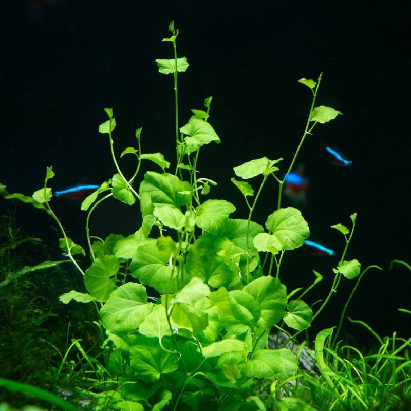 Japanese Cress (Cardamine Lyrata)