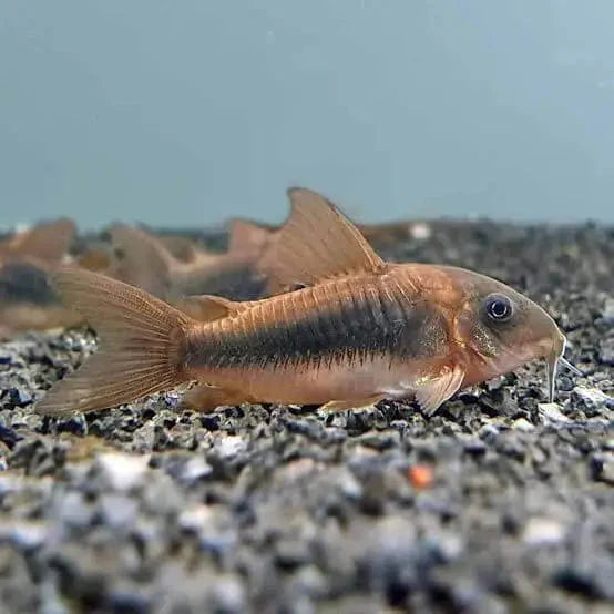 Bronze Corydoras Catfish