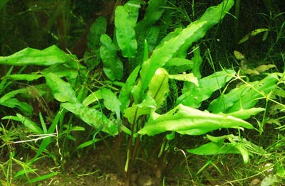 Assorted Crypts (Cryptocoryne Wendtii)
