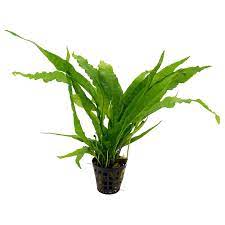 Java Fern (Common/Crested)